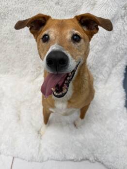 Rocky Tag 852 -  Labrador Retriever Dog for Adoption in Central Islip, New York - Rocky Tag 852 | PetCurious