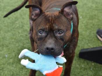 Little  Prince -  Mixed Breed Dog for Adoption - Little  Prince | PetCurious