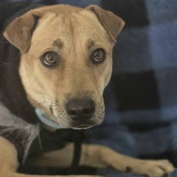 Rescue Mixed Breed and Labrador Retriever Dogs for Adoption in Mississauga, Ontario - Payton | PetCurious