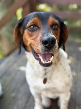 Beagle Dogs Available for Adoption - Baptiste | PetCurious