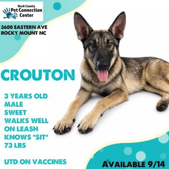 CROUTON  Available NOW - ADOPTION or RESCUE! -  German Shepherd Dog and Mixed Breed Dog for Adoption in Nashville, North Carolina - CROUTON  Available NOW - ADOPTION Or RESCUE! | PetCurious