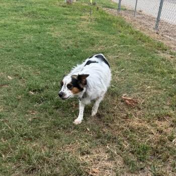 SharLee -  Border Collie and Mixed Breed Dog for Adoption in Brainerd, Minnesota - SharLee | PetCurious