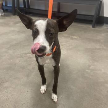 Chihuahua Dogs Available for Adoption - Spud | PetCurious