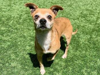 Chihuahua Dogs Available for Adoption in San Marcos, California - SAVE ME PLEASE! Giseppe #A550421 | PetCurious