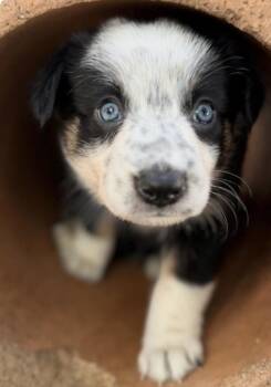 Wren -  Shepherd and Border Collie Dog for Adoption in Larkfield-wikiup, California - Wren | PetCurious
