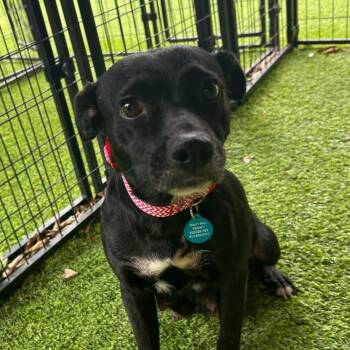 Black Labrador Retriever Dogs Available for Adoption in Tampa, Florida - Mama Chocolate | PetCurious