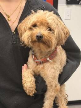 Mixed Breed Dogs Available for Adoption in West Chester, Pennsylvania - Reptar | PetCurious