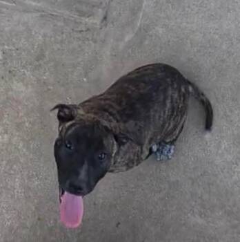 Pit Bull Terrier Dogs Available for Adoption in Little Rock, Arkansas - Meso | PetCurious