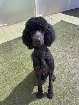 Bogie -  Standard Poodle Dog for Adoption in Baker, Louisiana - Bogie | PetCurious
