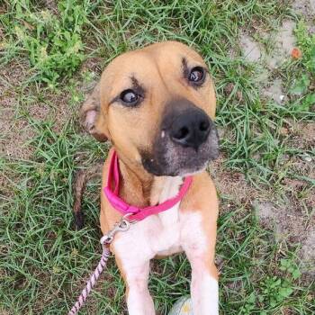 Blissy -  Mixed Breed Dog Available for Adoption in Pinellas Park, Florida - Blissy | PetCurious