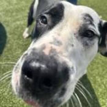 Sugar -  Pit Bull Terrier and Cattle Dog Dog for Adoption in Hilliard, Ohio - Sugar | PetCurious