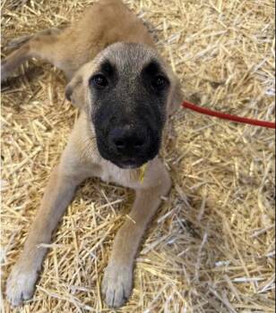 Anatolian Shepherd and Terrier Dogs Available for Adoption in Bloomfield, Connecticut - Apple | PetCurious