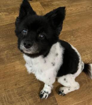 Torrie -  Pomeranian Dog for Adoption in Holly Springs, Georgia - Torrie | PetCurious