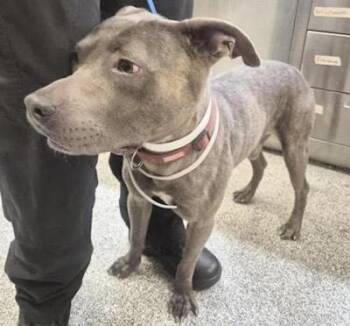 A658180 -  Staffordshire Bull Terrier Dog for Adoption in Houston, Texas - A658180 | PetCurious