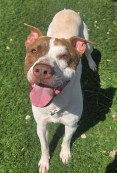 Angel -  Mixed Breed Dog for Adoption in Moundsville, West Virginia - Angel | PetCurious