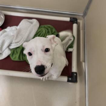 Mia -  Boxer Dog for Adoption in Mineral Point, Wisconsin - Mia | PetCurious
