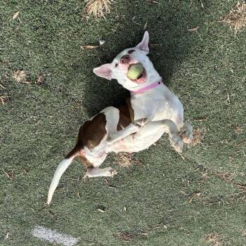 Trixiee -  Mixed Breed Dog for Adoption in Memphis, Tennessee - Trixiee | PetCurious