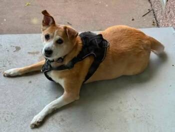 Butterball "Porkchop" -  Chihuahua and Terrier Dog for Adoption in Tulsa, Oklahoma - Butterball "Porkchop" | PetCurious