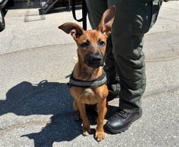 DORTHY -  Belgian Shepherd Malinois Dog for Adoption in Santa Monica, California - DORTHY | PetCurious