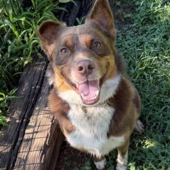 Rex -  Australian Shepherd Dog for Adoption in Andover, Massachusetts - Rex | PetCurious