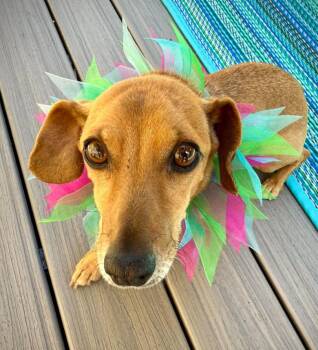 Chippy -  Chihuahua and Dachshund Dog for Adoption in Seattle, Washington - Chippy | PetCurious