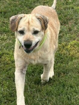 Elroy -  Yellow Labrador Retriever Dog for Adoption in Augusta, West Virginia - Elroy | PetCurious