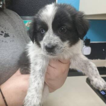 Mixed Breed Dogs Available for Adoption in Ardmore, Oklahoma - Nova | PetCurious
