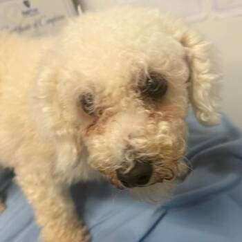 Collette -  Bichon Frise Dog for Adoption in West Chester, Pennsylvania - Collette | PetCurious