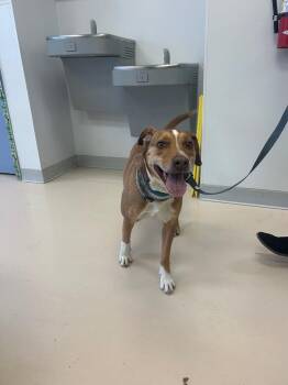 Australian Cattle Dog Blue Heeler and Mixed Breed Dogs Available for Adoption in Belton, Texas - Jack** | PetCurious
