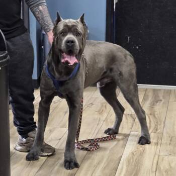 Cane Corso Dogs Available for Adoption in Newark, New Jersey - Reed | PetCurious