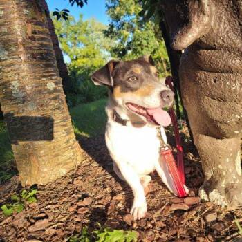 Lily Sue 5855 D -  Jack Russell Terrier Dog for Adoption in Frankfort, Kentucky - Lily Sue 5855 D | PetCurious