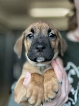 Mixed Breed Dogs Available for Adoption in Munster, Indiana - Murphy | PetCurious