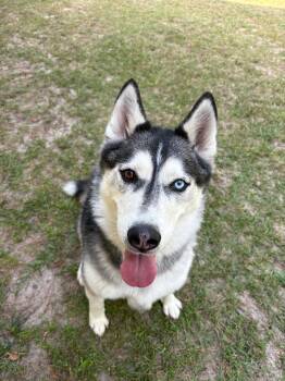 Rescue Husky Dogs for Adoption in Springfield, Georgia - Balto | PetCurious