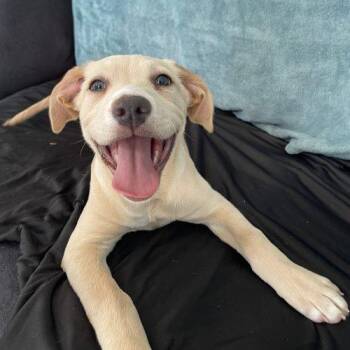 Labrador Retriever and Terrier Dogs Available for Adoption in Leesburg, Alabama - Waffles | PetCurious