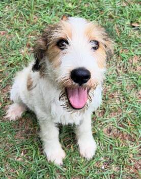 Bingo -  Terrier Dog for Adoption in Carthage, North Carolina - Bingo | PetCurious