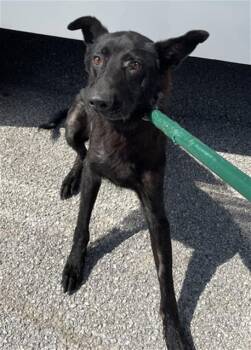 SHEFIELD -  Dutch Shepherd Dog for Adoption in Rosenberg, Texas - SHEFIELD | PetCurious