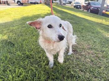 LOTTA -  Dachshund and Mixed Breed Dog for Adoption in Ontario, California - LOTTA | PetCurious