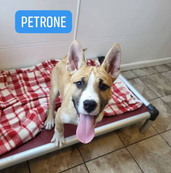 Rescue Husky Dogs for Adoption in Iroquois, Illinois - Petrone | PetCurious