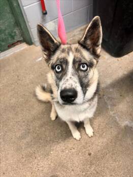 FRANKIE -  Siberian Husky and Border Collie Dog for Adoption in Woodland, California - FRANKIE | PetCurious
