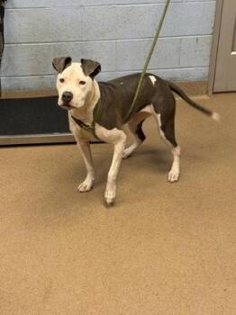 Jue Jue -  Mixed Breed Dog for Adoption in Chamblee, Georgia - Jue Jue | PetCurious