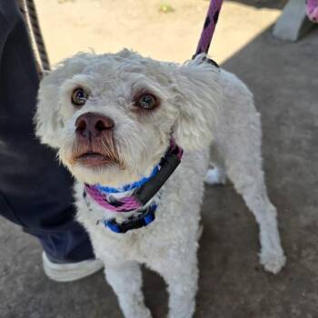Poodle Dogs Available for Adoption in Long Beach, California - DARELL | PetCurious