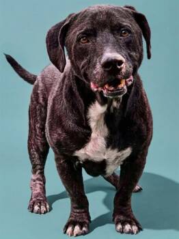 CHARLIE -  Mixed Breed Dog for Adoption in Jacksonville, Florida - CHARLIE | PetCurious