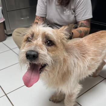 Ozzy -  Cairn Terrier Dog for Adoption in Ojai, California - Ozzy | PetCurious