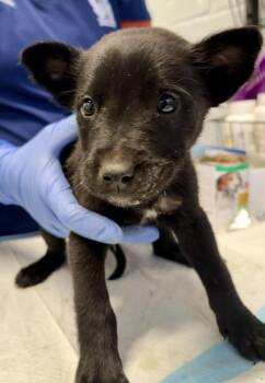 Mixed Breed Dogs Available for Adoption in Mobile, Alabama - Theseus | PetCurious