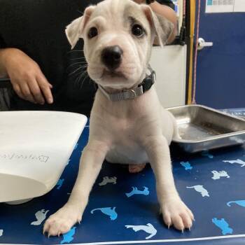 Luna -  Pit Bull Terrier Dog for Adoption in Galveston, Texas - Luna | PetCurious