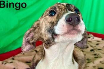Bingo -  Feist and Mixed Breed Dog for Adoption in Westland, Michigan - Bingo | PetCurious