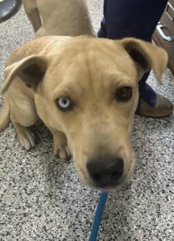 Rescue Mixed Breed Dogs for Adoption in Allegan, Michigan - Arkansas | PetCurious