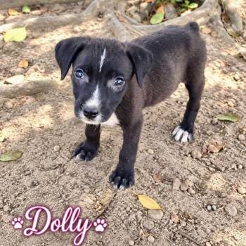 Dolly -  Mixed Breed Dog for Adoption in Brewton, Alabama - Dolly | PetCurious