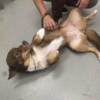 Naomi -  Mixed Breed Dog for Adoption in Abilene, Texas - Naomi | PetCurious