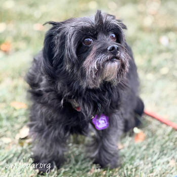 Rescue Shih Tzu and Mixed Breed Dogs for Adoption in Cheyenne, Wyoming - Chanel | PetCurious